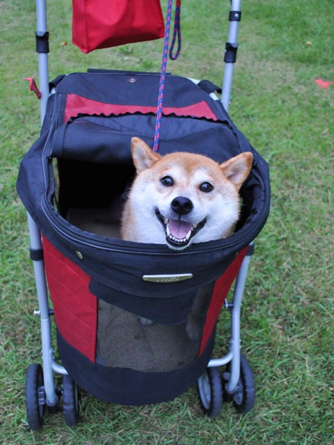 みんなのお気に入り_a0126590_1535358.jpg