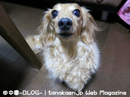 Google ナビ 消えた_b0200291_2135158.jpg