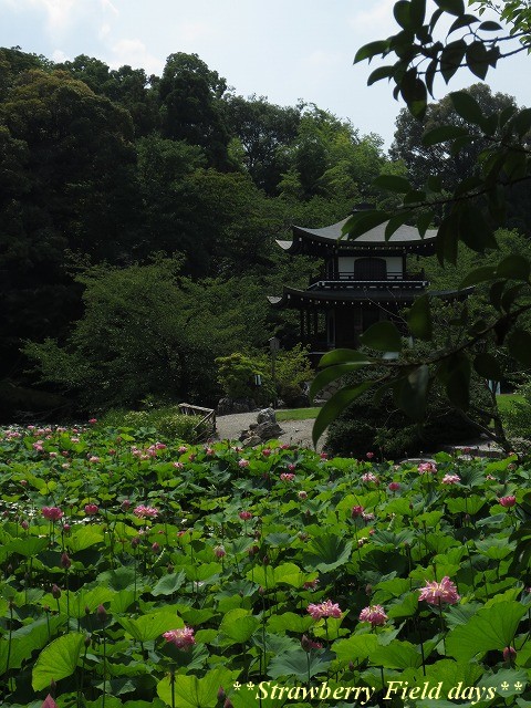 京都　山科　勧修寺　蓮_c0087094_1132680.jpg