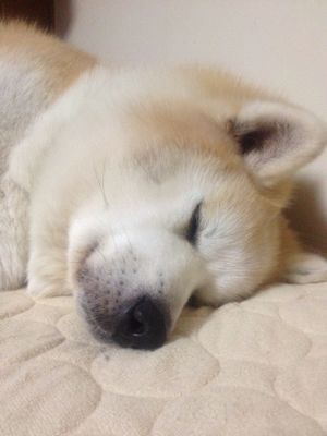 寝顔 秋田犬の舞とゆかいな ニャンコたち 寝顔 秋田犬の舞とゆかいな ニャンコたち