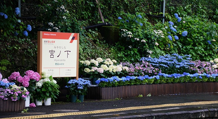 箱根登山鉄道　あじさい電車　宮ノ下_b0145398_19563837.jpg