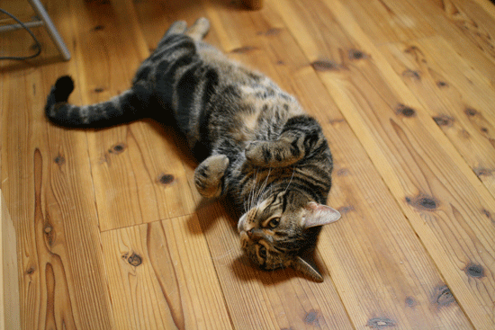 c0011300_2284450.gif
