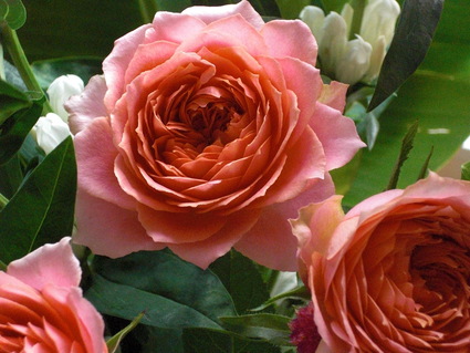 薔薇 ロマンティック アンティーク Hanatsudoi 薔薇 ロマンティック アンティーク Hanatsudoi
