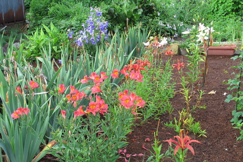 ７月２８日・朝の散歩、いろんな花を愛でる（２）_c0075701_7242496.jpg