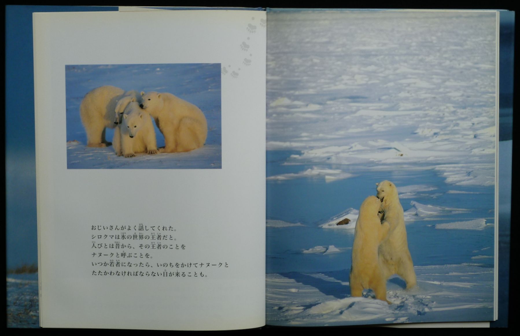 北極の氷とトマト・・・そして星野 道夫 : くまとサボテン