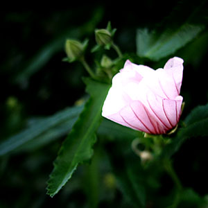 くまもとの7月の花と草木_b0133911_1931941.jpg