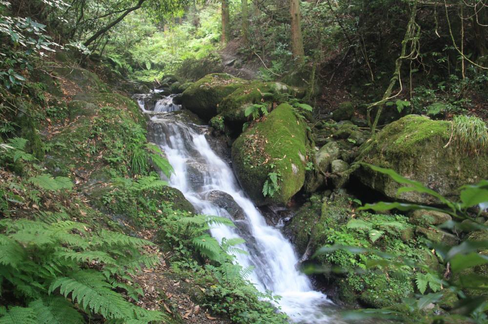 オオキツネノカミソリ鑑賞登山_f0212511_10203261.jpg