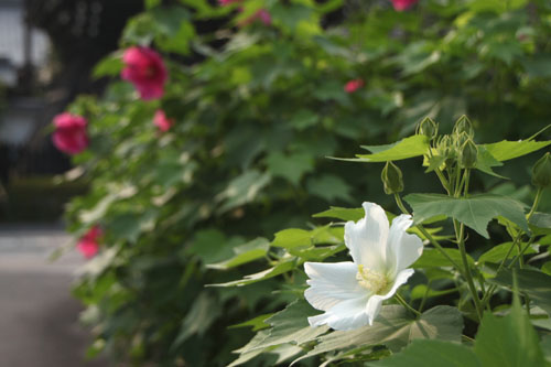 妙蓮寺 芙蓉_e0048413_20452286.jpg