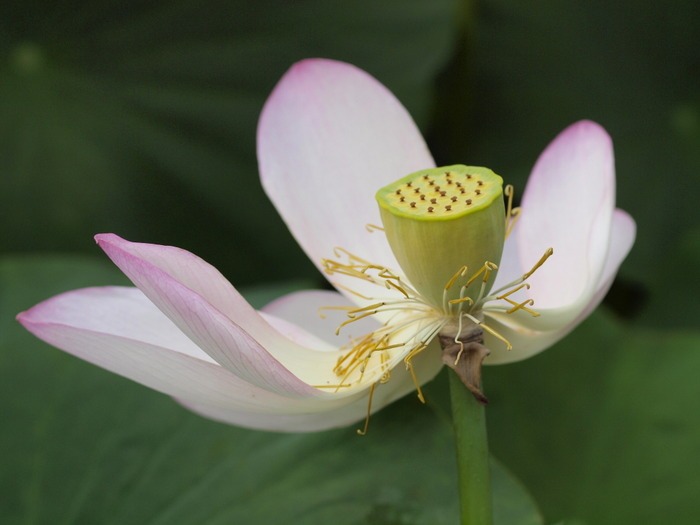蓮の花 さまざま_c0116915_001361.jpg