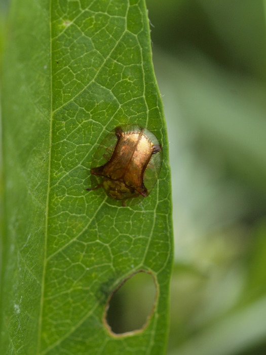ジンガサハムシか?スキバジンガサハムシ?_c0116915_0224945.jpg