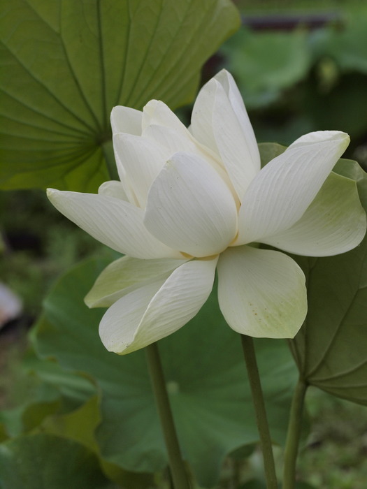 蓮の花　さまざま_c0116915_035363.jpg