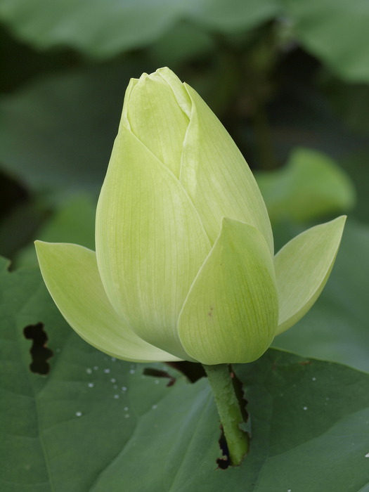 蓮の花　さまざま_c0116915_043824.jpg