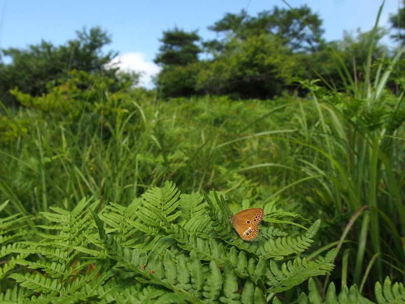 20130727 高原の散歩道：ヒメヒカゲとアカセセリなど_d0090322_17504635.jpg