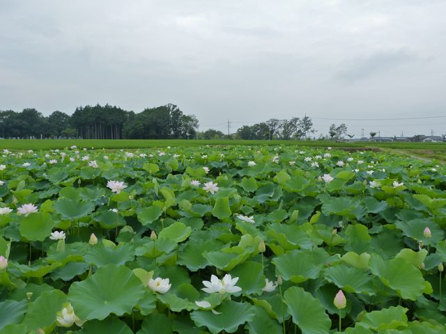 a0188023_734113.jpg
