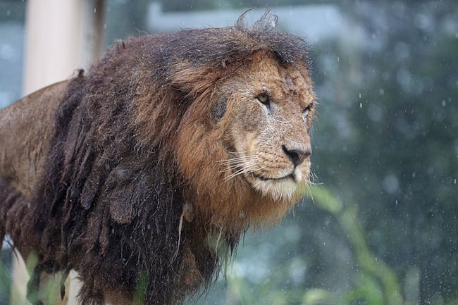 豪雨の中で_f0224624_744425.jpg