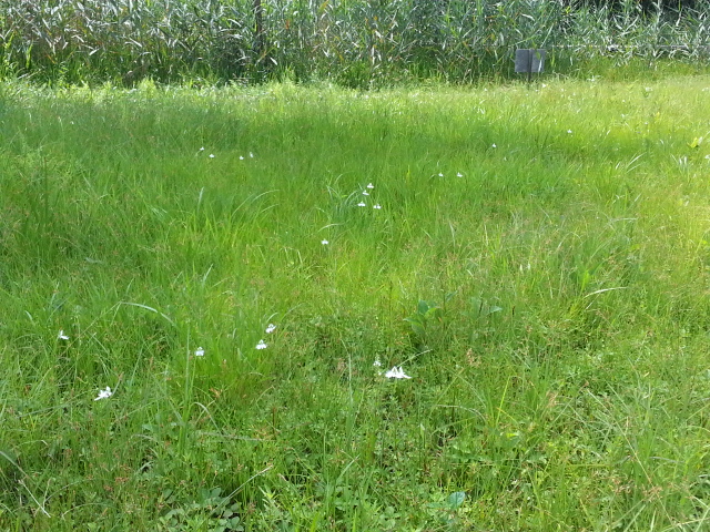 大塚成就院池サギ草自生地の今（7/27）_b0211028_10445016.jpg