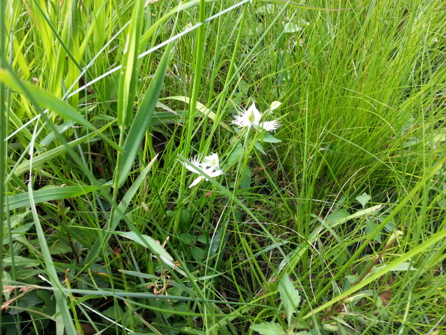 大塚成就院池サギ草自生地の今（7/27）_b0211028_10474647.jpg