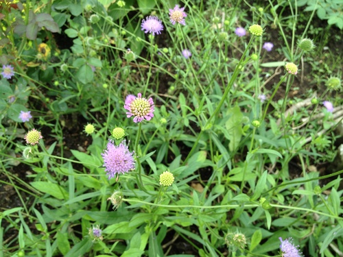 スカビオサとクナウティア お花とハーブのアトリエ Muguette