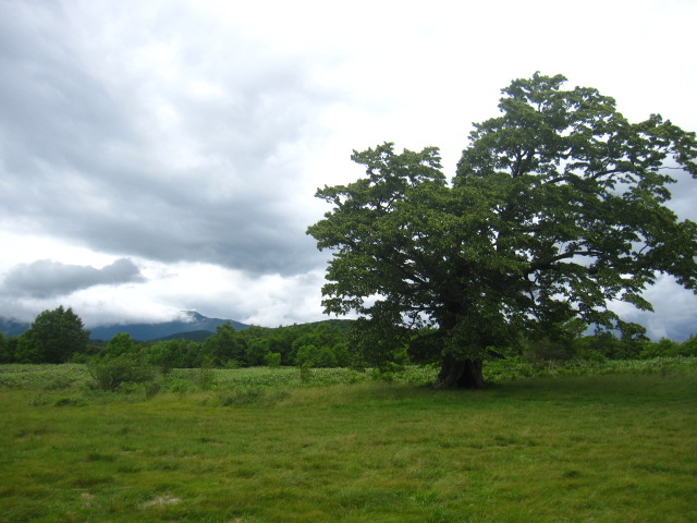 久遠の空～おお牧場はみどり～　荒川高原のマダの木_d0088735_15196.jpg