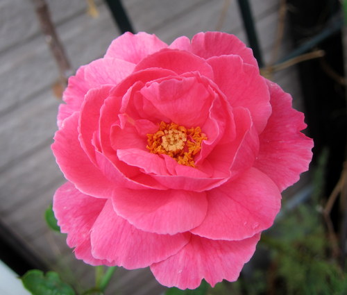 b0178339_7441010.jpg