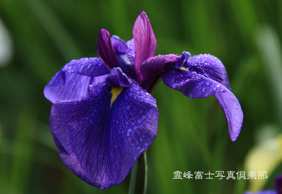 花菖蒲_d0294539_16125471.jpg