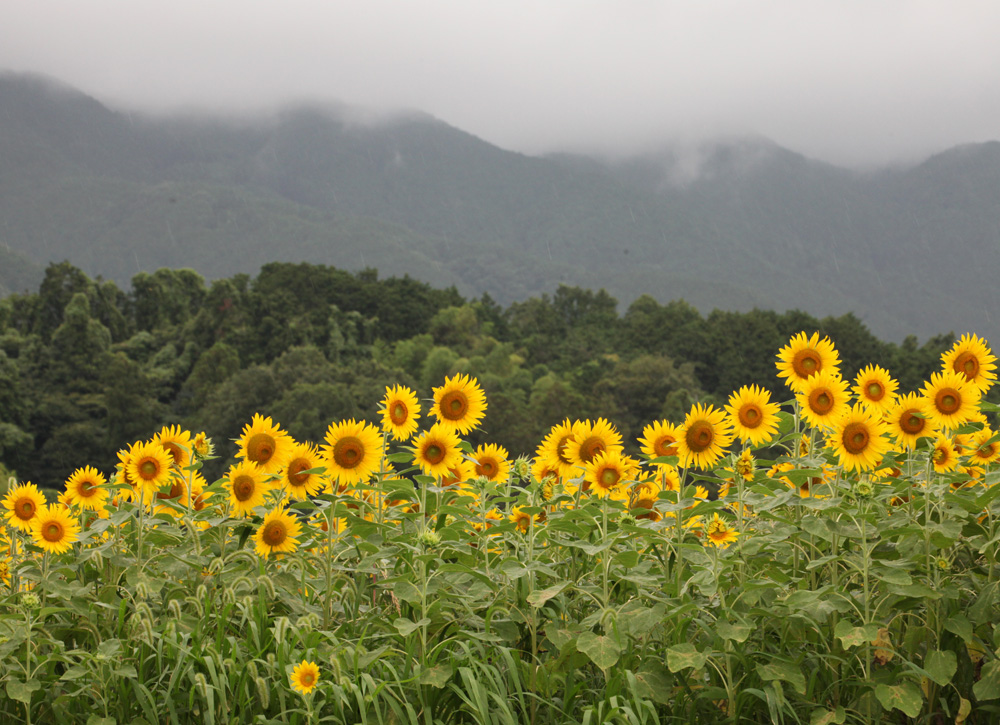 葛城市　山田　ひまわり_c0108146_21534887.jpg