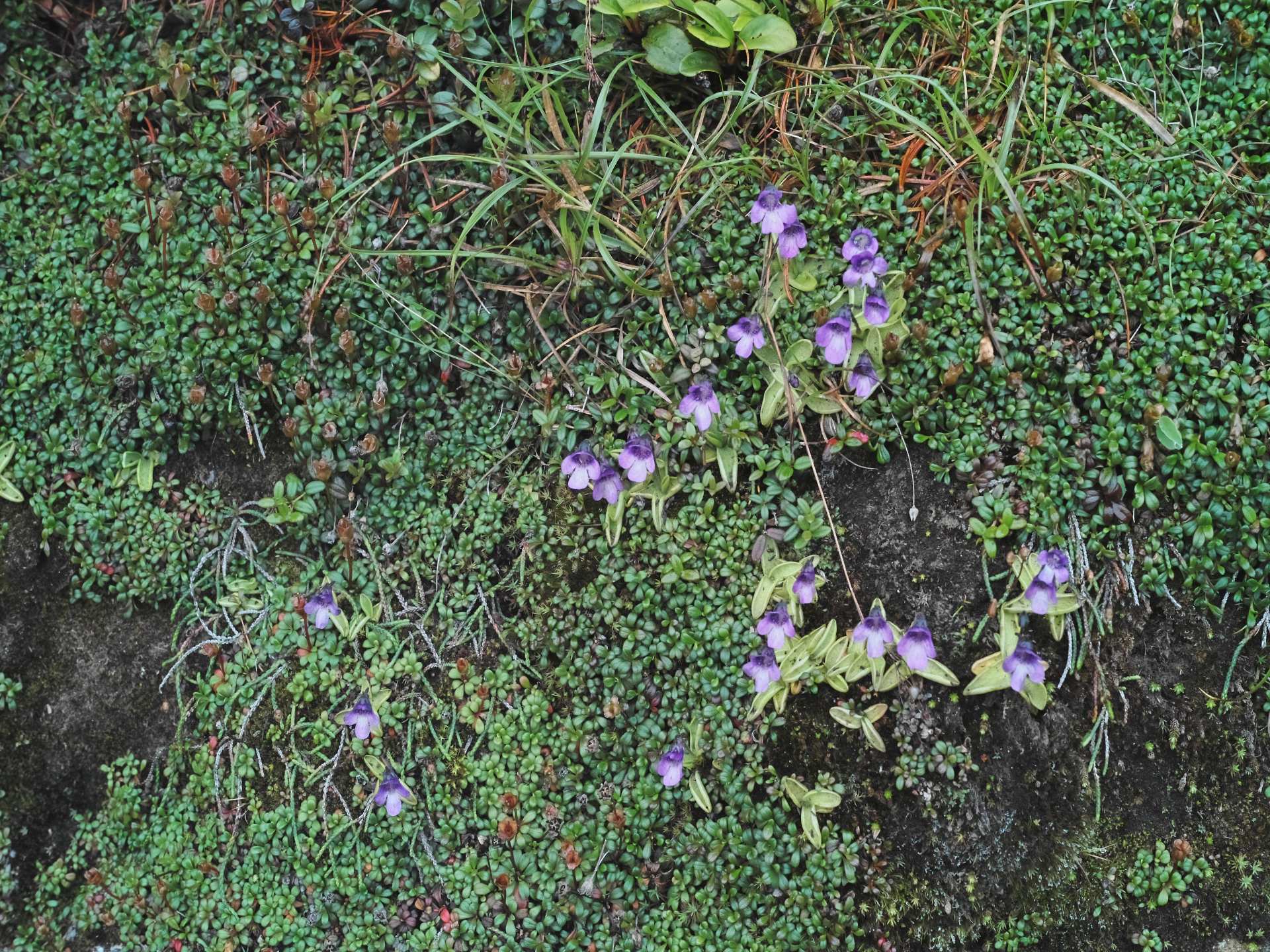 c0008948_22538.jpg