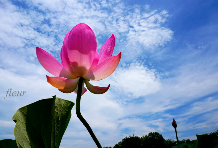 ハスの花の撮り方 青空を背景にする Crystal Wayの作例 フルール花写真教室