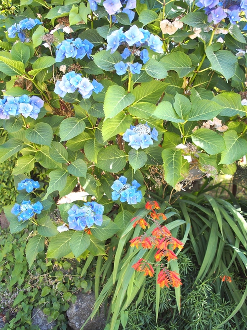 アジサイ影もよう　アジサイは夏の花　その3_f0287251_13505064.jpg