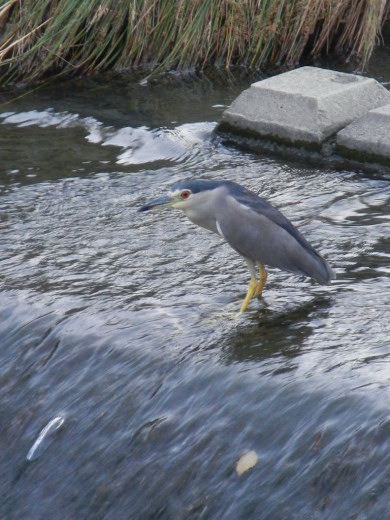 近くの川辺を歩いてみたら　・・・鳥バージョン・・・_f0297861_2336594.jpg