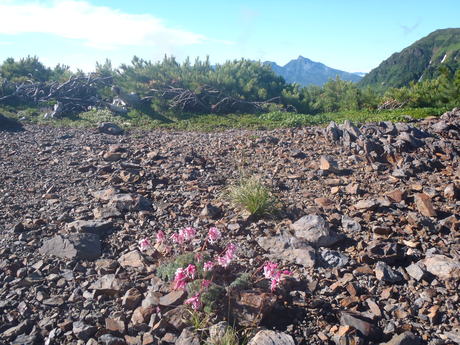 北海道の山を歩く。２日目　石狩岳（日本２００名山）_d0032262_1935943.jpg