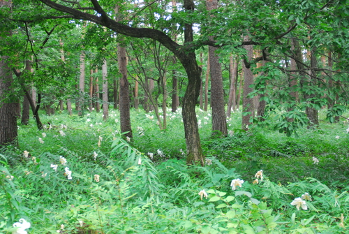 しばし前の紫陽花街道の様子_e0151566_940336.jpg