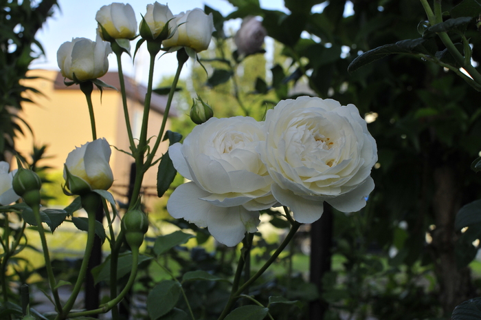 ベストバラ 似てる 花 最高の花の画像