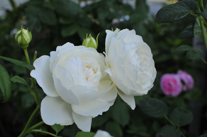 おそらく クレア オースチン ｊｕｄｅの庭と薔薇のカヲリ