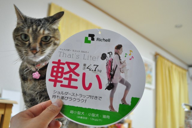 新しいバギー_a0126590_20222755.jpg