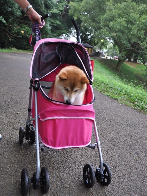 新しいバギー_a0126590_20575928.jpg