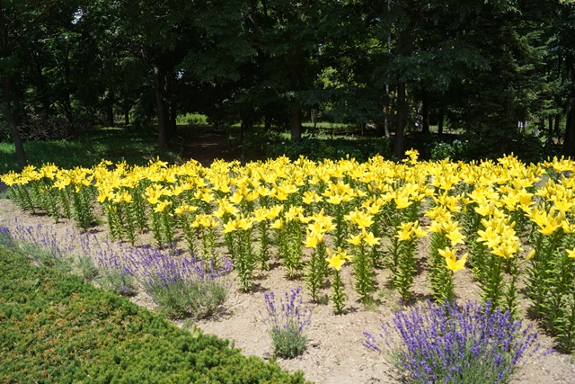 札幌百合が原公園に世界の庭園 札幌に行ったら是非百合が原公園へ お薦めします百合が原公園 藤田八束の日記 札幌百合が原公園に世界の庭園 札幌に行ったら是非百合が原公園へ お薦めします百合が原公園 藤田八束の日記