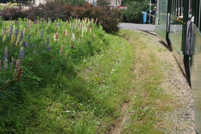 札幌百合が原公園素敵~、綺麗な百合の花百合が原公園、日本一のユリの花、日本の子供の輝く未来_d0181492_6264124.jpg