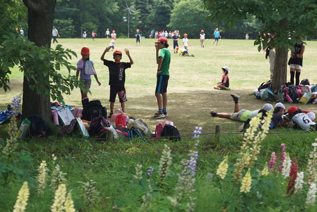 札幌百合が原公園素敵~、綺麗な百合の花百合が原公園、日本一のユリの花、日本の子供の輝く未来_d0181492_6274020.jpg