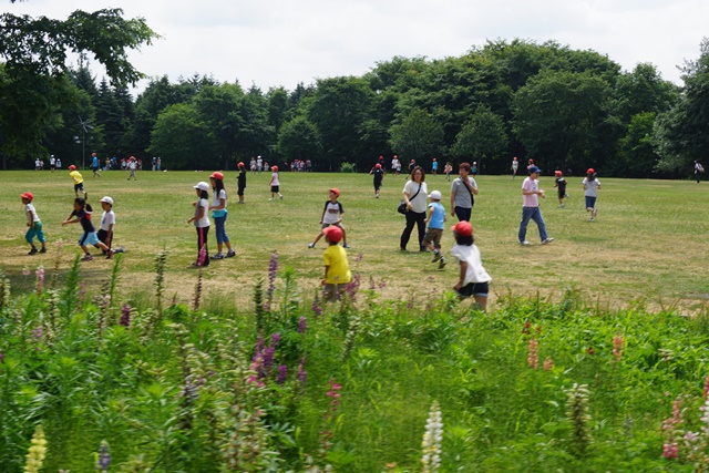 札幌百合が原公園素敵~、綺麗な百合の花百合が原公園、日本一のユリの花、日本の子供の輝く未来_d0181492_6282888.jpg