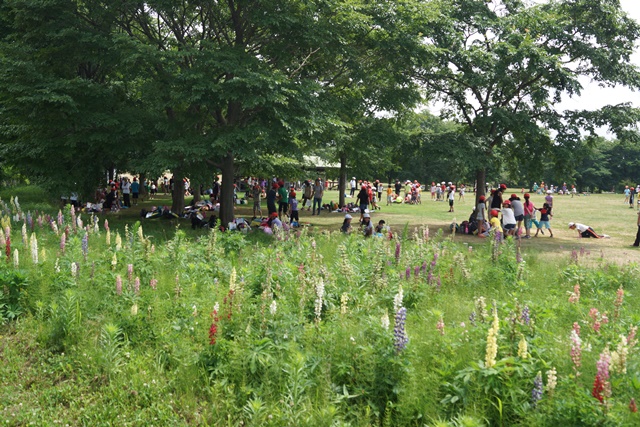 札幌百合が原公園素敵~、綺麗な百合の花百合が原公園、日本一のユリの花、日本の子供の輝く未来_d0181492_6284958.jpg