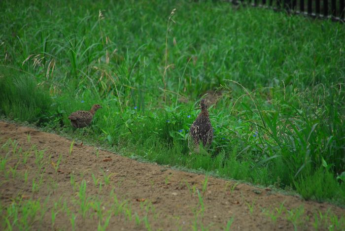 『上総の朝餉前ポタリング 2013.07.14／キジ・ファミ＆カワセミくん』 mp-4_a0104495_2244268.jpg