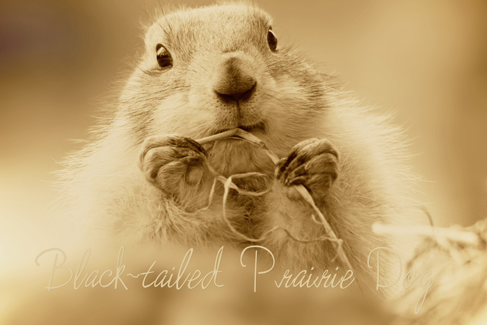 オグロプレーリードッグ：Black-tailed Prairie Dog_b0249597_6542026.jpg