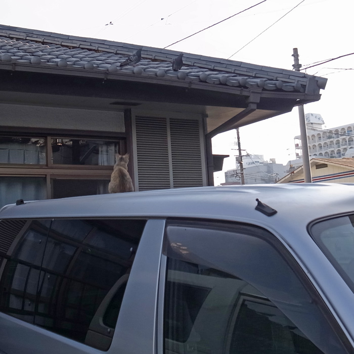 真夏の発見(近況報告)_c0049299_11462113.jpg