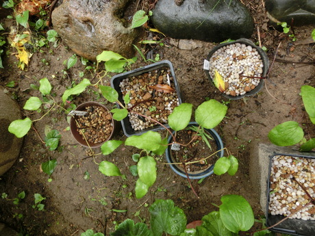 ロココの新芽・挿し芽苗たち・ほか_a0203003_9552137.jpg