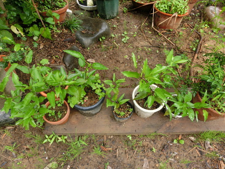 a0203003_955468.jpg