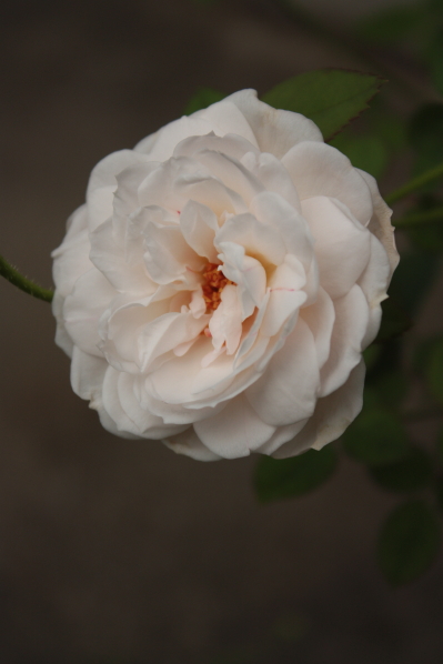 d0001008_8541215.jpg