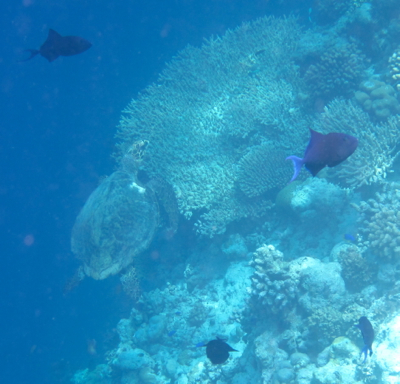 Dusit Thani Maldives, House Reef, Part 1♪_d0298808_12581148.jpg