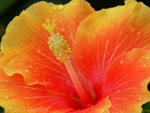 Hibiscus × rosa-sinensis \'Apollo\' _b0099813_0351651.jpg