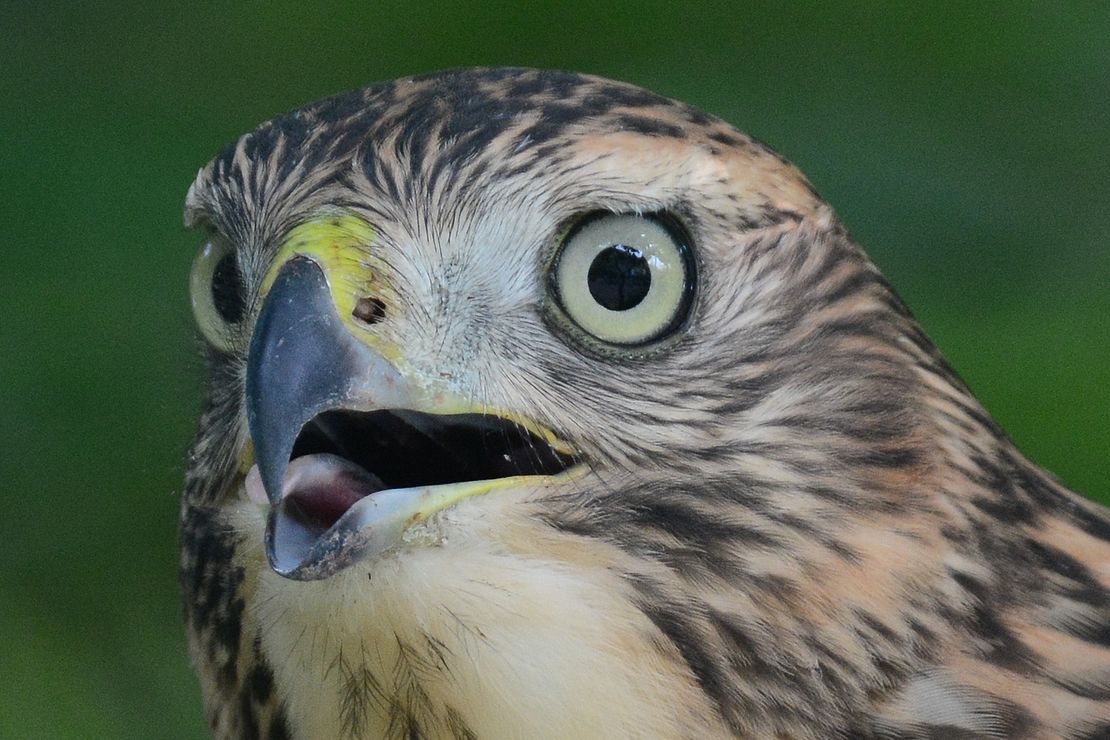 鷹の 目 を何とかしっかり撮りたくて鵜の目鷹の目だった 私のデジタル写真眼
